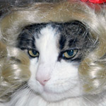 Blonde Dog Wig / Blonde Cat Wig - CURLY