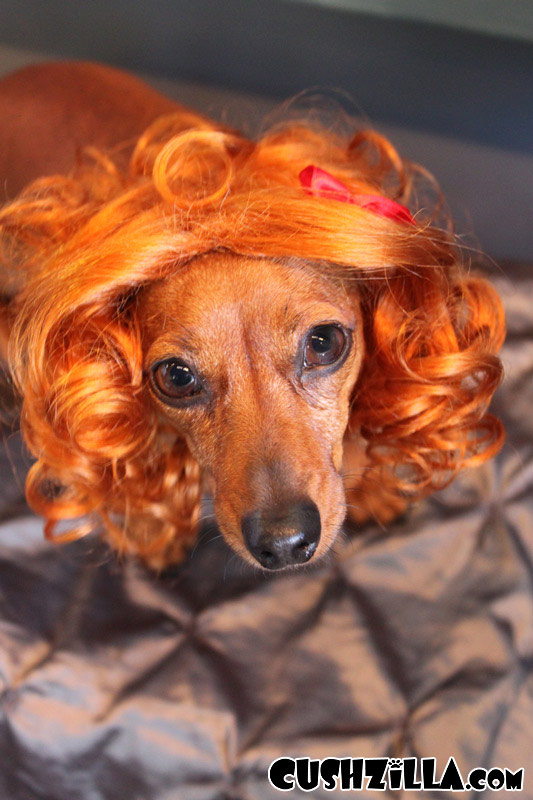 Cat Wig / Dog Wig: Cushzilla Curly Red Wig for Cats & Dogs