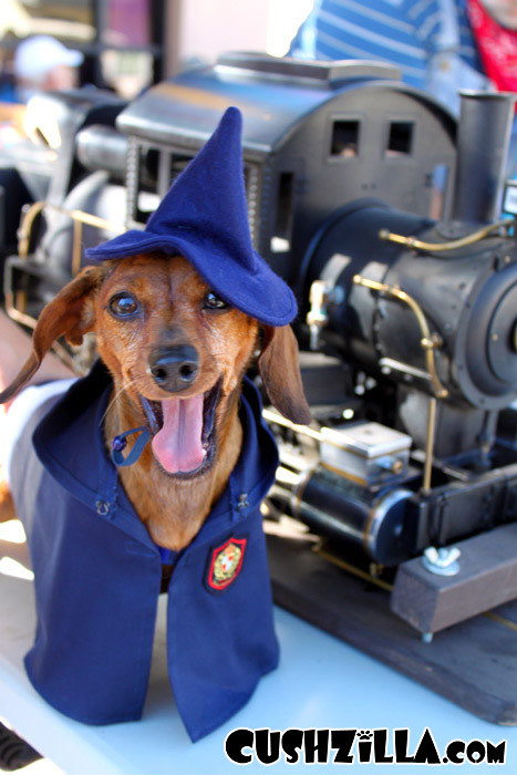 Harry Potter Costume for Cats Dogs Yer a Hairy Wizard From Cushzilla