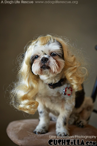 Blonde Dog Wig / Blonde Cat Wig - WAVY