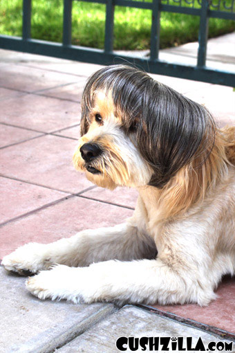 Cat Wig / Dog Wig: Cushzilla Cat Lady Salt-n-Pepper Bowl Cut Wig