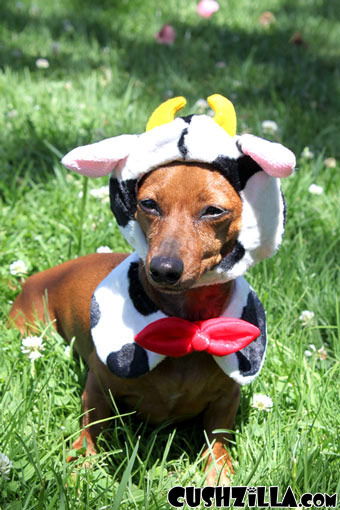Happy Cow Costume for Cats & Dogs from Cushzilla