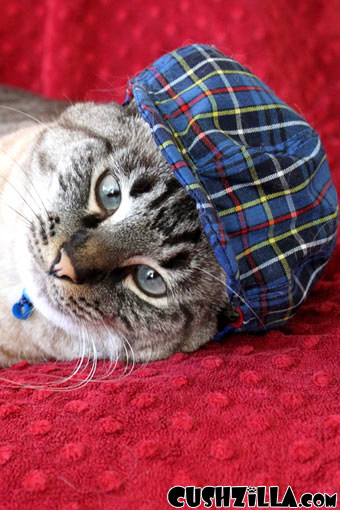 Cat Hat / Dog Hat - Blue Plaid Trucker Cap