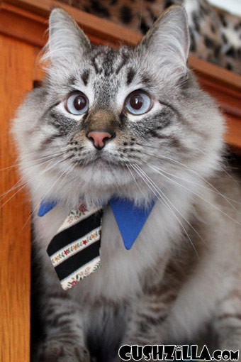 Cat Necktie / Dog Necktie in Business Cat Blue from Cushzilla