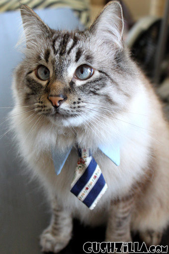 Cat Necktie / Dog Necktie - SFW Necktie for Cats & Dogs from Cushzilla