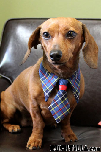 Necktie for Dog / Necktie for Cat - BLUE PLAID