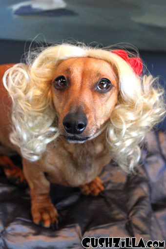 Blonde Dog Wig / Blonde Cat Wig - CURLY