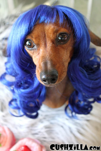 Kitty Purry Cat Wig or Dog Wig