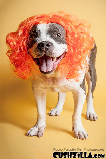 Dog Wig / Cat Wig: Cushzilla Orange Wig for Dogs & Cats