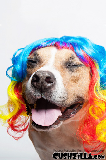 Dog Wig / Cat Wig: Cushzilla Curly Rainbow Wig for Dogs & Cats
