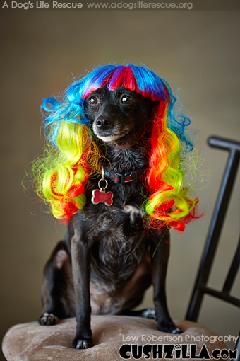 Dog Wig / Cat Wig: Cushzilla Wavy Rainbow Wig for Dogs & Cats