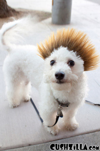 Dog Wig / Cat Wig: Cushzilla Ombre Spiked Bro Wig for Dogs & Cats