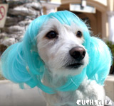 Aqua Blue Pet Wigs for Cats / Wigs for Dogs