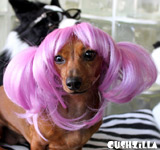 Lavender Pet Wigs for Cats / Wigs for Dogs