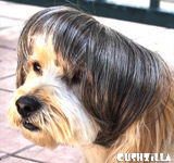 Gray Dog Wig /  Gray Cat Wig - Bowl Cut Pet Wig