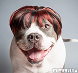 Brunette Dog Wig / Cat Wig - Bowl Cut Pet Wig