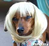 Blonde Dog Wig / Blonde Cat Wig - Bowl Cut Pet Wig