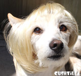 Blonde Dog Wig / Blonde Cat Wig - Bowl Cut Pet Wig