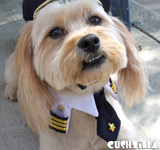 Small Pilot Shirt for Cats & Dogs