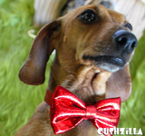 Bow Tie for Cats / Bow Tie for Dogs - Sparkly RED