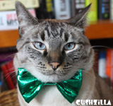 Cat Bow Tie / Dog Bow Tie in Catnip Evergreen from Cushzilla