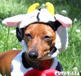 Cow Costume for Dogs and Cats