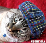 Cat Hat / Dog Hat - Blue Plaid Trucker Cap