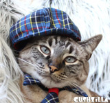 Cat Hat / Dog Hat - Blue Plaid Trucker Cap