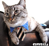 Necktie for Dog / Necktie for Cat - BLUE