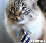 Necktie for Dog / Necktie for Cat - in LIGHT BLUE