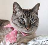 Necktie for Dog / Necktie for Cat - in PINK