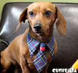 Cat Necktie / Dog Necktie in Blue Plaid from Cushzilla