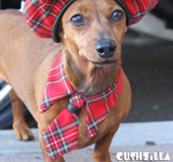 Necktie for Cats / Necktie for Dogs - RED PLAID