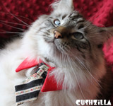 Red Business Tie for Dogs & Cats