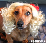 Dog Wig / Cat Wig: Cushzilla Curly Blonde Wig for Dogs & Cats