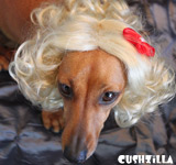 Blonde Dog Wig / Blonde Cat Wig - CURLY