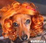 Curly Red Dog Wig / Red Cat Wig