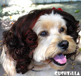 Brunette Dog Wig / Brunette Cat Wig