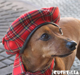 Plaid Hat for Cats / Plaid Hat for Dogs