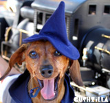 Harry Potter Costume for Dogs & Cats
