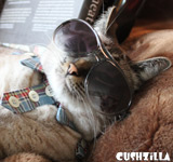 Plaid Hipster Kitty Shirt for Cats & Dogs from Cushzilla