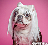 Lady Gaga Cat Wig / Lady Gaga Dog Wig - PLATINUM