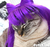 Lady Gaga Cat Wig / Lady Gaga Dog Wig - PURPLE