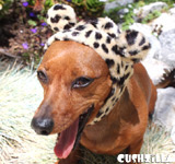 Leopard Hat for Cat / Leopard Hat for Dog