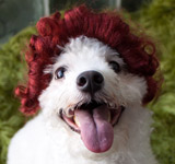 Cat Wig / Dog Wig: Cushzilla Little Orphan Annie Wig