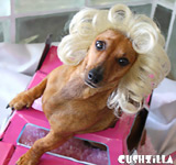 Marilyn Monroe Cat Wig or Dog Wig