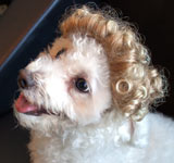 Dog Wig / Cat Wig: Cushzilla Blonde Ombre Tight Curls Wig for Dogs & Cats