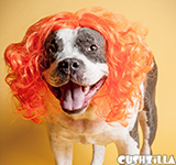 Dog Wig / Cat Wig: Cushzilla Orange Wig for Dogs & Cats