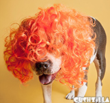 Orange Dog Wig / Orange Cat Wig