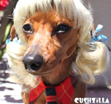 Dog Wig / Cat Wig: Cushzilla Blonde Pet Wig with Pigtails